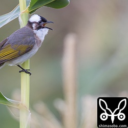 トウモロコシの茎に止まるシロガシラ。八重山のシロガシラは、タイワンシロガシラ。