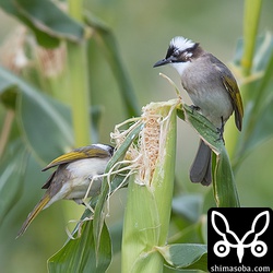 トウモロコシを食害するシロガシラ。以前より数は減っているそうですが、まだまだ農家の悩みの種です。