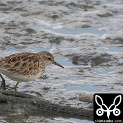 ヒバリシギ。数羽の群れでしたが、これも北上組でしょう。