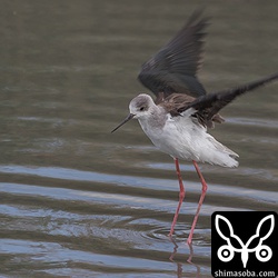 セイタカシギ着水。