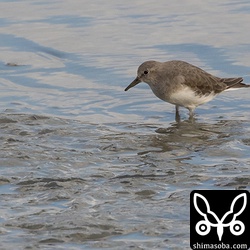 オジロトウネンは1羽。数羽のヒバリシギと行動していた。