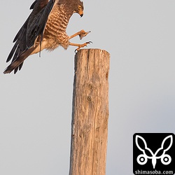 獲物を左足に捕まえている。