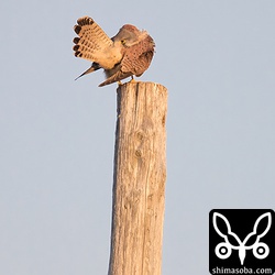 羽繕いに夢中。尾羽は、まだ幼羽のようです。