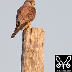 夕日を浴びるチョウセンチョウゲンボウ。成鳥の羽衣になるまで滞在してくれるといいのですが…。