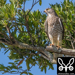 いつもの止まり木から獲物を探すサシバ。