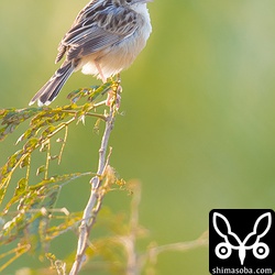 近くにセッカ。セッカもそろそろ繁殖期に向けてペアを探しているのか、このように草のてっぺんに止まっている個体を多く見た。