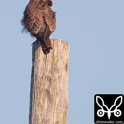 チョウセンチョウゲンボウ。幼羽から第1回夏羽に変わりつつあります。