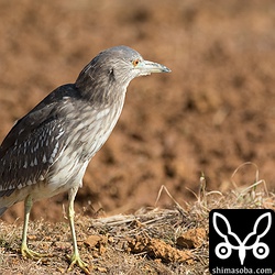 ホシゴイが田んぼの真ん中にポツンと。