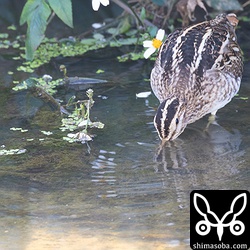 この時期いるのはタシギがほとんど。