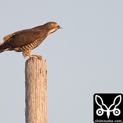 少し解体してから後は丸呑み。サシバは丸呑みにするが、チョウゲンボウはちぎって食っていた。体のサイズの違いだろう。