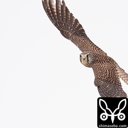 飛び立つところも撮りたかったが、三脚を使わずに手持ちだったことと、強い南風が吹いていものすごい速さで飛んで行ったので追いつかない…。^^;