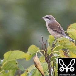 セアカモズは他のモズに比べて尾羽が短いそうだ。