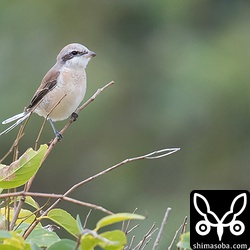尾羽のが生え揃うともう少し特徴が出るのか?