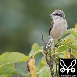 セアカモズかその雑種。