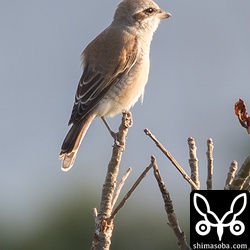 セアカモズ後ろ姿。ほかの種のモズに比べて尾が短い。