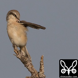 羽繕いするセアカモズ。
