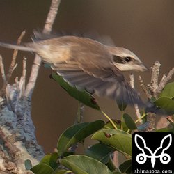 横っ飛びしてくれたのは一度きり…。