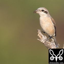 小さなクモを捕まえた。