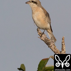 かなり頻繁に小鳥の鳴き真似をしていた。(2月20日追記：小鳥の鳴き真似ではなく、セアカモズ本来のさえずりでした!! `xeno-canto <http:今後の完全夏羽オスへの成長が楽しみ!!