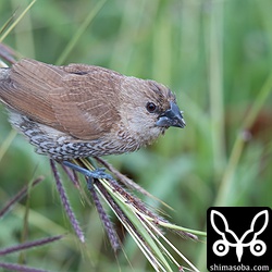 シマキンパラは20羽ほどの群れ。