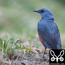 イソヒヨドリのオス。どこにでもいるごく普通の野鳥ですが大変に美しいです。