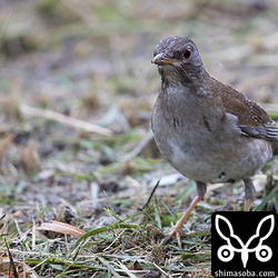 イソヒヨドリと仲良くできないシロハラ。^^; 近づきすぎると威嚇しあっていました。
