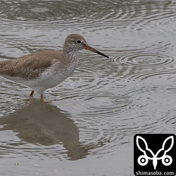 渡り組のアカアシシギも増えてきた。越冬組となんとなく印象が違うような気がするけど?