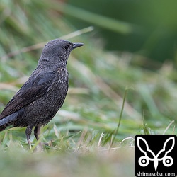 イソヒヨドリのメス。上のオスとペア。自宅近くでは、すでに営巣を初めているイソヒヨドリもいます。