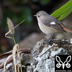今冬、見たジョウビタキは全てメス。