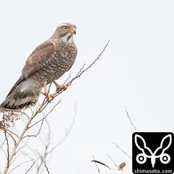 サシバ成鳥。ずいぶん細い枝に止まっていた。