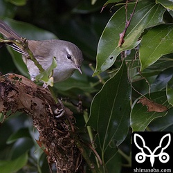 ウグイスは八重山では渡りの時期に見ますが数は少なめ。沖縄本島では留鳥です。