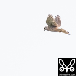 チョウゲンボウのホバリング。先日のチョウセンチョウゲンボウは見つからず。