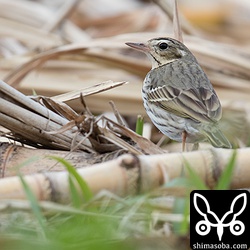 サトウキビとビンズイ。なかなか無い絵面だ。^^;