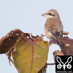 セアカモズの後ろ姿。