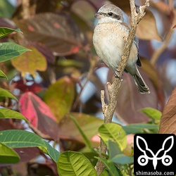 毎日見に来るわけでは無いが、あまり警戒されなくなってきた。