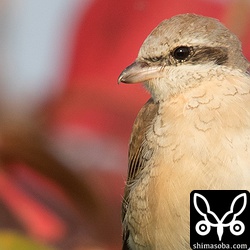 超トリミングでドアップ。