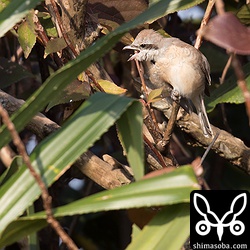 きょうは見つけるのに苦労し、30分以上かかった。餌取りはせずに、この藪の中でリラックスしていた。このセアカモズ、頭をかくときは必ず口が開いてしまうようです。^^;