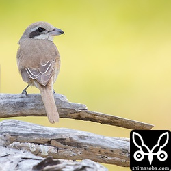 アカハラと同じ芝生には、シマアカモズもいた。こちらも沖縄本島では珍しい鳥。