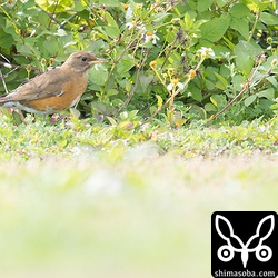 探し求めていたアカハラは、道路沿いのなんでもない芝生にいました。^^;