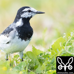 ハクセキレイは、20羽ほどの群れが芝生で餌をとっていた。