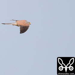 チョウゲンボウにしては背中の黒斑が少ないと思うのだがいかに。