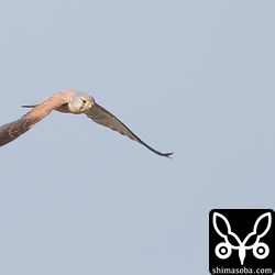 チョウセンチョウゲンボウなのか普通のチョウゲンボウなのか。