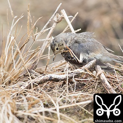 警戒心の強いタヒバリが多い中、この個体は目の前で観察、撮影できた。