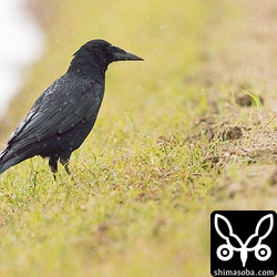 まだいたミヤマガラス。滞在2カ月になった。