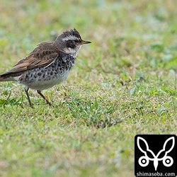 ツグミも沖縄本島では珍しく、冬にはほとんど見かけなかった。春の渡りのシーズンになったらあちこちで遭遇。