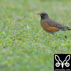 沖縄本島では、かなり珍しいアカハラも複数羽が飛来していた。