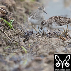 ヒバリシギの群れも増えてきた。