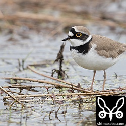 コチドリも夏羽をちょこちょこ見かけるようになりました。
