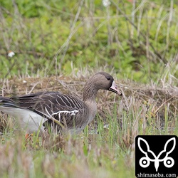 単独のマガン。どこからやってきたのだろうか?