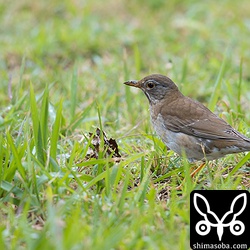 シロハラは、やんばるから新都心までどこにでもいる。